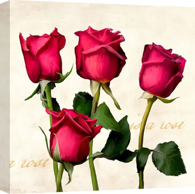 Productafbeelding van Canvas schilderij, bloemenmotief - Teo Rizzardi - Roos - 40 x 40 cm
