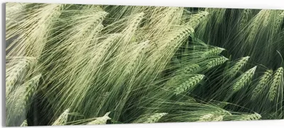 Produktbild von DEQORI Glasbild Echtglas 125x50 cm 'Getreidefeldidylle' Wandbild Bild modern Deko