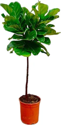 Zdjęcie produktu dla Trendyplants - Ficus Lyrata na łodydze - Roślina tytoniowa - Roślina domowa - Wysokość 120-140 cm - Rozmiar doniczki Ø24 cm