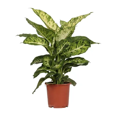 Image de Dieffenbachia Mars Ø17Cm - ↕50Cm