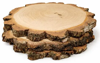 Produktbild von Holzscheibe 22–26 cm, Birke, geschliffen, mit dicker Rinde, 3er-Set