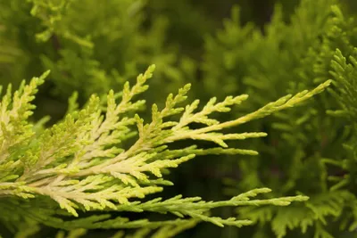 Produktbild von Cupressocyparis leylandii 'Tweeduizendeen', Leyland-Zypresse, 40–60 cm