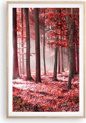 Produktbild von Gerahmtes Poster - Rahmen in heller Eiche - Wald Rot Bäume - 61x91,5 cm - Wand Bild - Wanddeko - Wandbilder - Kunstposter - Wandposter - Bilderrahmen - Bilder - Kunstdruck - P2NPA61x91-4944