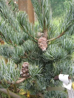 Produktbild von Pinus parviflora Lohmann - Japanische Mädchenkiefer 60-80