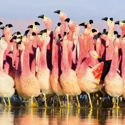 Immagine prodotto di Libretto quadrato con busta Andean Flamingoes - Musei e gallerie