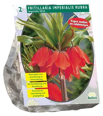 Productafbeelding van Fritillaria Imperialis Rubra per 2 bloembollen Baltus