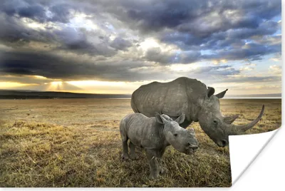Produktbild von MuchoWow® Poster Rhinozeros - Kalb - Tiere 180x120 cm - Fotoplakat