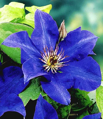 Produktbild von BALDUR Garten Blaue Clematis 'The President' Waldrebe winterhart, 1 Pflanze, Klematis mehrjährige blühende Kletterpflanzen, bienenfreundlich und schmetterlingsfreundlich, blühend, Clematis Hybride