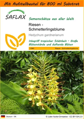 Produktbild von SAFLAX - Garden in the Bag - Riesen - Schmetterlingsblume - 10 Samen - Mit Anzuchtsubstrat im praktischen, selbst aufstellenden Beutel - Hedychum gardnerianum