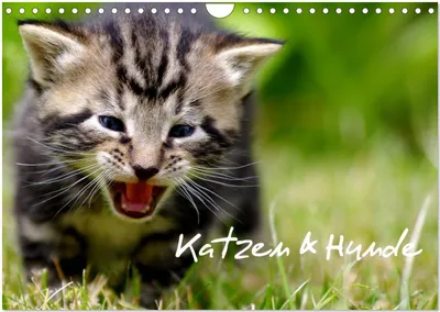 Produktbild von Katzen & Hunde (Wandkalender 2026 DIN A4 quer), CALVENDO Monatskalender