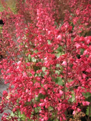 Produktbild von Heuchera x cultorum Paris - Purpurglöckchen Paris - Blattschmuckpflanze