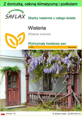 Zdjęcie produktu dla SAFLAX - Garden to go - Wisteria - 4 Nasiona - Z doniczką, pokrywą klimatyczną i podłożem do uprawy - Wisteria sinensis