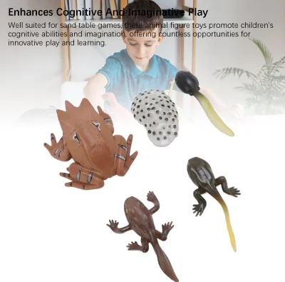 Produktbild von Tierfigur Spielzeug, PVC, kompakt, realistisch, für Kinder, kognitiver Wachstumszyklus, Modell, Froschspielzeug für Zuhause