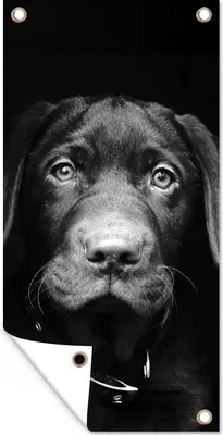 Produktbild von MuchoWow® 40x80 cm Outdoor-Poster Gartendeko Sichtschutz Garten Poster für den Garten  Tierprofil Hund in schwarz und weiß