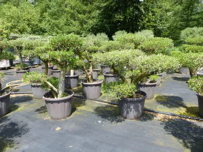Produktbild von Olivenbaum Olea Europaea als Pon Pon Angebot 130 - 180 cm Bonsai Formgehölz Gartenbonsai Formschnitt winterhart