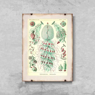Produktbild von Poster - Canvas - Leinwand - 21 cm x 29,7 cm - Fotoposter - Leinwandkunst - Tier Sihonophorae