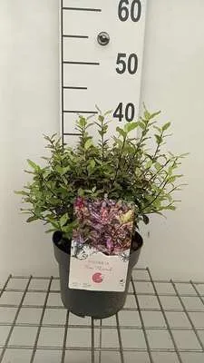 Produktbild von Pittosporum ten. 'Tom Thumb' - Australischer Lorbeer 25- 30 cm - Container