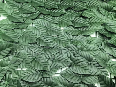 Obrázok produktu pre Sieť proti brečtanu na balkón 50 cm x 300 cm