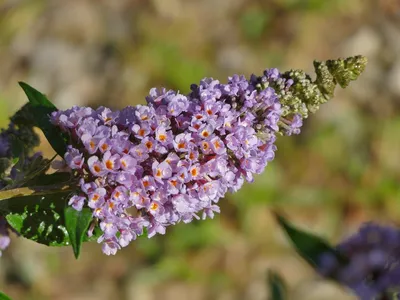 Obrázok produktu pre Buddleja davi. 'Lavender Cupcake' 25-30 cm Motýlí ker Letný šeřík - lila spear