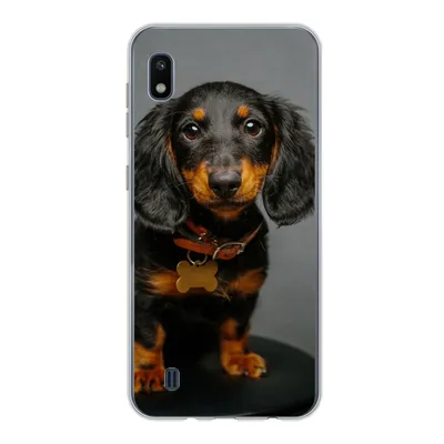 Produktbild von MuchoWow® Handyhülle Schutzhülle Hülle für Samsung Galaxy A10 Studiofoto eines Dackelwelpen Silikon Softcase Handy Hülle - Schutzhülle