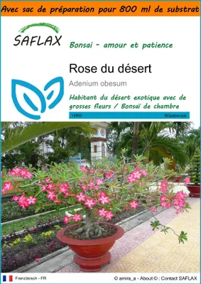 Image de SAFLAX Garden in the bag - Rose du désert - 8 graines - Adenium
