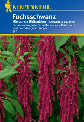 Produktbild von Kiepenkerl Fuchsschwanzsamen Hängende Blütenähre