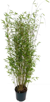 Productafbeelding van Bamboe Fargesia denudata 'Xian 2', pot 7,5 liter, hoogte 100–125 cm