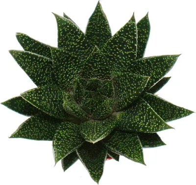 Immagine prodotto di Succulente - Gasteria d due - Gasteria - Vaso da 8,5 cm