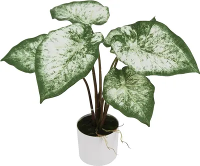 Produktbild von aplanta Künstliche Caladium - Dalia | 45 cm, inkl. Dekotopf, für drinnen, Kunstpflanze, wie echt, Allergiker geeignet, pflanzliche Dekoration Praxis, Office & Wohnzimmer