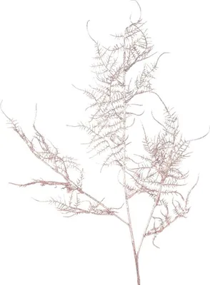 Produktbild von Farn Dekozweig Kunstzweig Bastelmaterial Kunstblume champagner Ø 30x86 cm