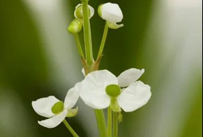 Produktbild von 6 x  Sagittaria graminea - Grasblättrige Pfeilkraut - Topf 9 x 9 cm