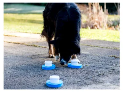 Produktbild von Fährtensuche für Hunde, Schnüffelspiel, Fährtensuchtraining, Hundetraining