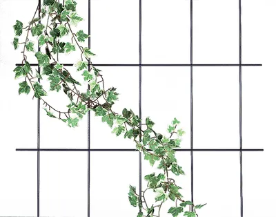Produktbild von Spalier 4-strebig, braun Maße: 150x60cm