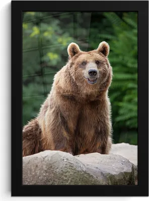 Produktbild von MuchoWow® MuchoWow® Gerahmtes Poster Wald - Bär - Steine 20x30 cm - Poster mit zchwarzem Bilderrahmen - Drucken - Bilder Poster im Rahmen
