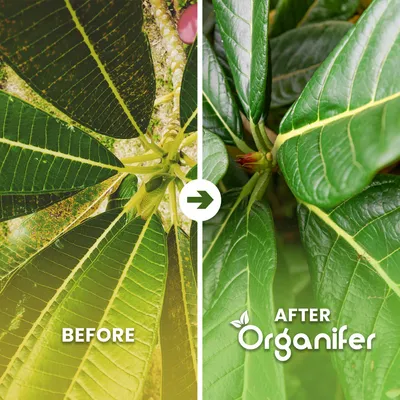 Produktbild von Spitpalmen Flüssigdünger 2x1L – 2-1-8 NPK – Flüssig-Pflanzendünger für Spitpalmen – Organifer