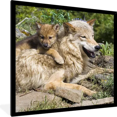 Produktbild von MuchoWow® Gerahmtes Poster Wolf - Jungtier - Tier 40x40 cm - Poster mit Schwarzem Bilderrahmen Wandposter Rahmen Foto Bilder - Mit Rahmen - Wanddekoration Schlafzimmer