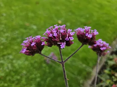 Produktbild von Patagonisches Eisenkraut Verbena bonariensis 12 Pflanzen Luftige Staude Bienen