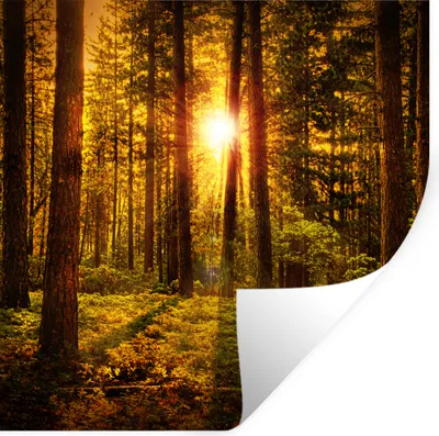 Produktbild von MuchoWow® Wandtattoo Wandsticker Wandaufkleber Wald - Sonne - Bäume - Natur - Sonnenuntergang 30x30 cm Selbstklebend und Repositionierbar - Repositionierbar - Wasser abweisend