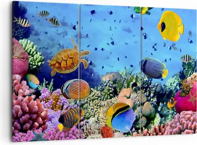 Produktbild von Bild auf Leinwand - Leinwandbild - Korallenriff - 105x70cm - Wand Bild - Wanddeko - Wandbilder - Leinwanddruck - Bilder - Kunstdruck - Wanddekoration - Leinwand bilder - Wandkunst - CE105x70-3569