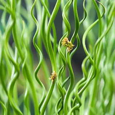 Productafbeelding van Moerings Juncus Effusus Spiralis | Krul Pitrus | In 18CM Mand Kant en Klaar