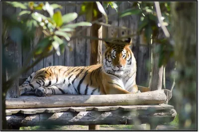 Produktbild von Wallario Wandbild Tiger im Sonnenschein, Größe: 61 x 91,50 cm, Poster mit schwarzem Aluminiumrahmen