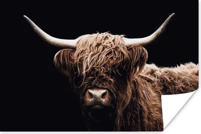 Produktbild von MuchoWow® Poster Schottischer Highlander - Schwarz - Horn 180x120 cm - Fotoplakat