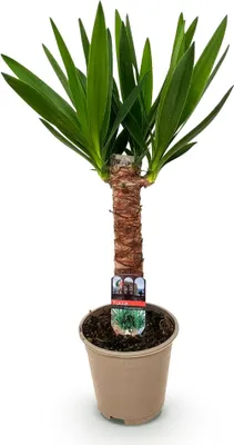 Produktbild von Palmlilie Yucca Elephantipes - 55cm - 14cm - Pflegeleichte Palmlilie mit
