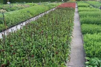 Zdjęcie produktu dla 6 x Echinacea purp. 'Fatal Attraction'® - Sonnenhut - Topf 9 x 9 cm