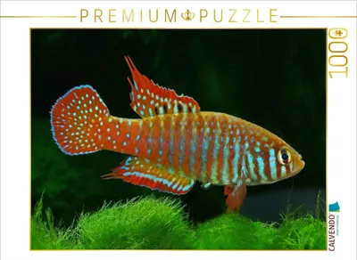 Produktbild von CALVENDO Puzzle Simpsonichthys zonatus BRASILIEN | 1000 Teile Lege-Größe 64x48cm Foto-Puzzle für glückliche Stunden