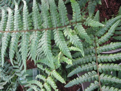 Produktbild von Dryopteris wallichiana - Nepal-Schwarzschuppenfarn - Ursprungsart