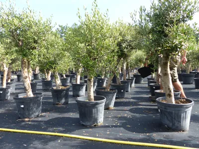 Produktbild von Olivenbaum Olive "Angebot" 150 - 180 cm, beste Qualität, winterhart, Olea Europaea
