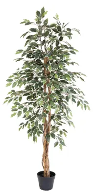 Produktbild von Künstlicher Ficus benjamina Variegata 160cm im Topf mit grün-weiß panaschierten