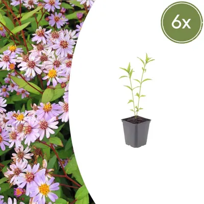 Produktbild von Kalimeris incisa 'Blue Star' | 6 Stück - 10-25cm - Ø9cm - Gartenpflanze