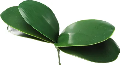 Zdjęcie produktu dla Liście Phalaenopsis Liście Orchidei Ślubne Dekoracje Domowe Rośliny Symulacyjne